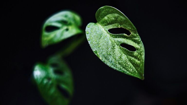 Plante-monstera-dans-pot