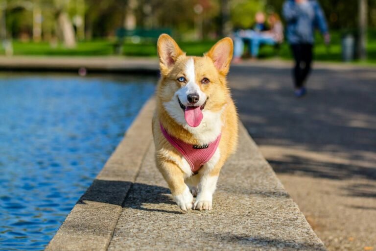 insuffisance-renale-chien-cause-consequence-traitement