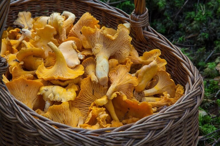 champignos_adaptogènes_dans_une_corbeille