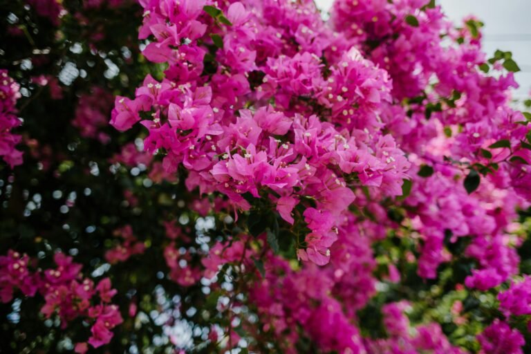 une-plante-de-bougainvillier
