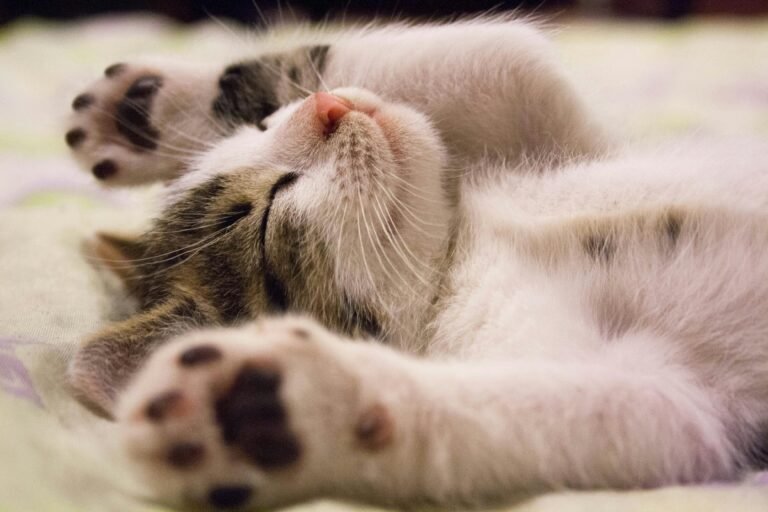 sida-du-chat