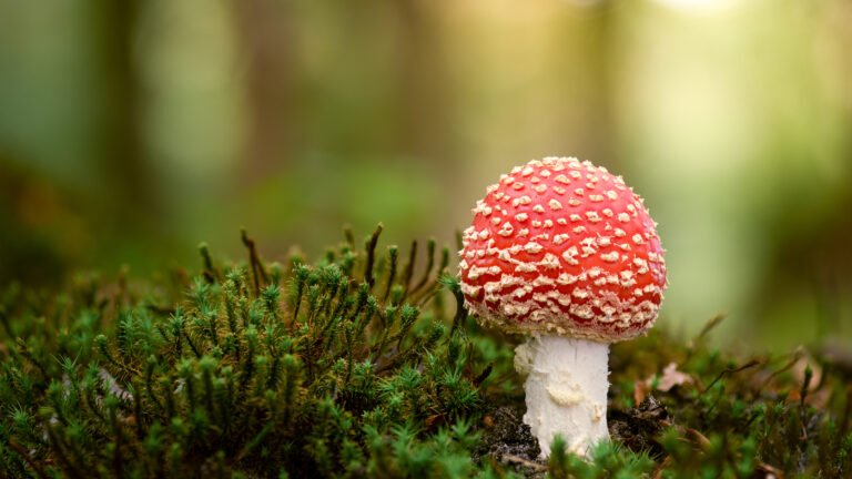 champignon-contenant-du-muscimole
