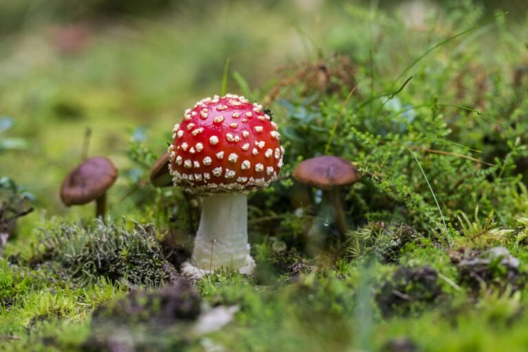 le-champignon-qui-permet-d'obtenir-le-muscimol